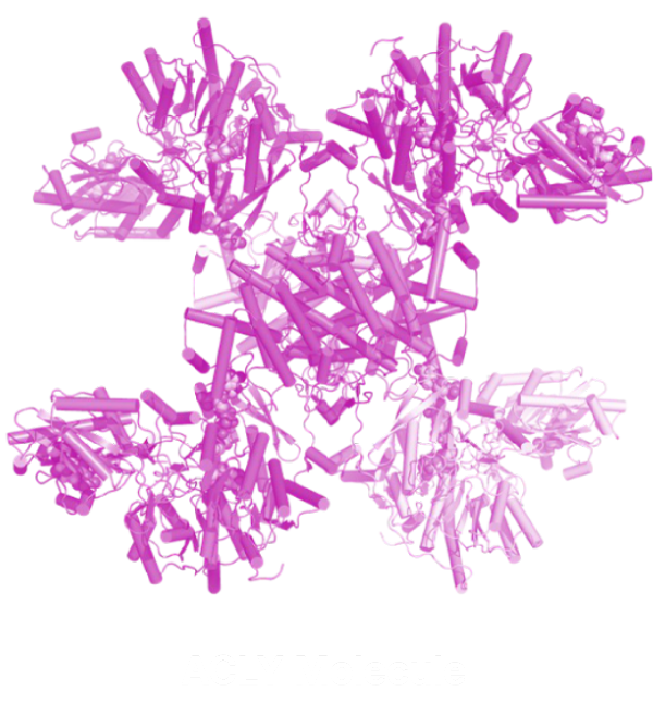 ACLY Molecule